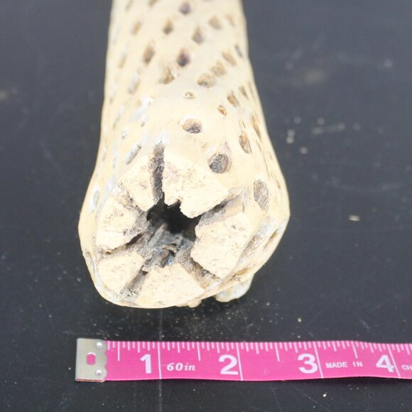 Cholla Wood Cactus Skeleton Aquarium Terrarium Decoration Clean  13" L 2" W - Picture 10 of 10